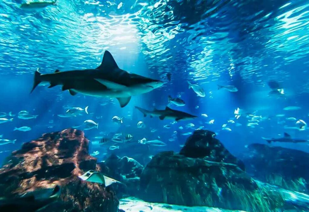 Barcelona Aquarium