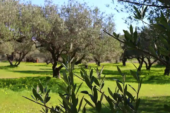 Kleanthi Olive Farm Firopotamos